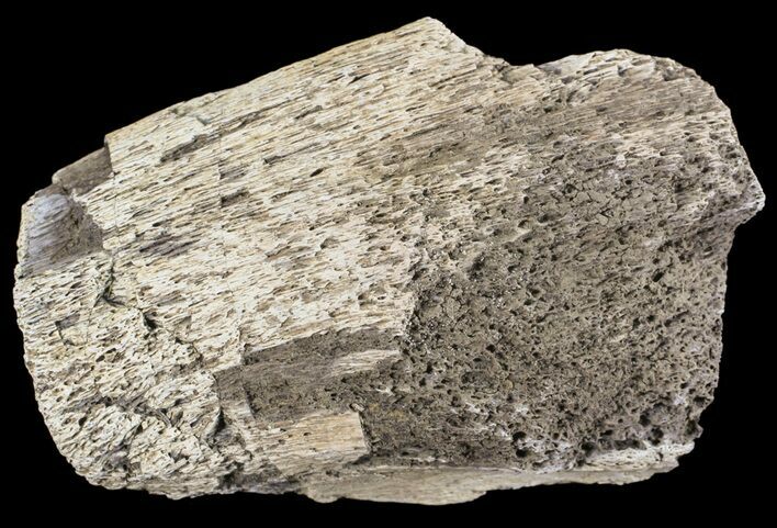 Mosasaur Bone Section - Montana #71279